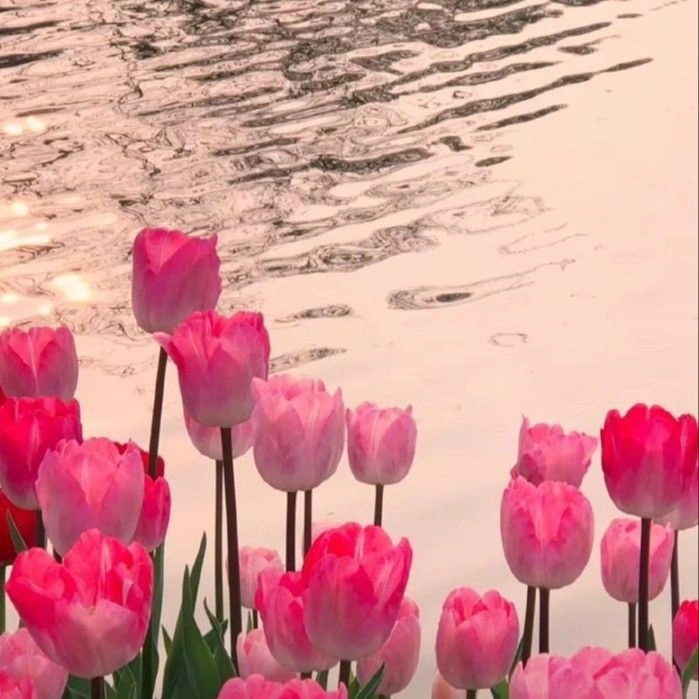 Ảnh hoa tulip 3D sống động như thật, tạo cảm giác chân thực