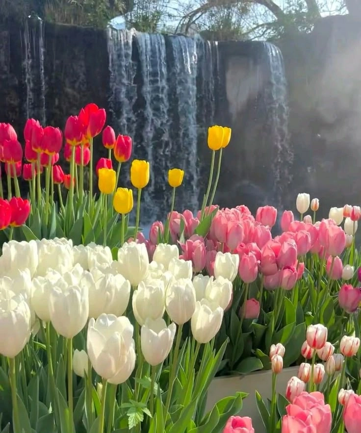 Anime hoa tulip đáng yêu và lung linh như trong thế giới cổ tích