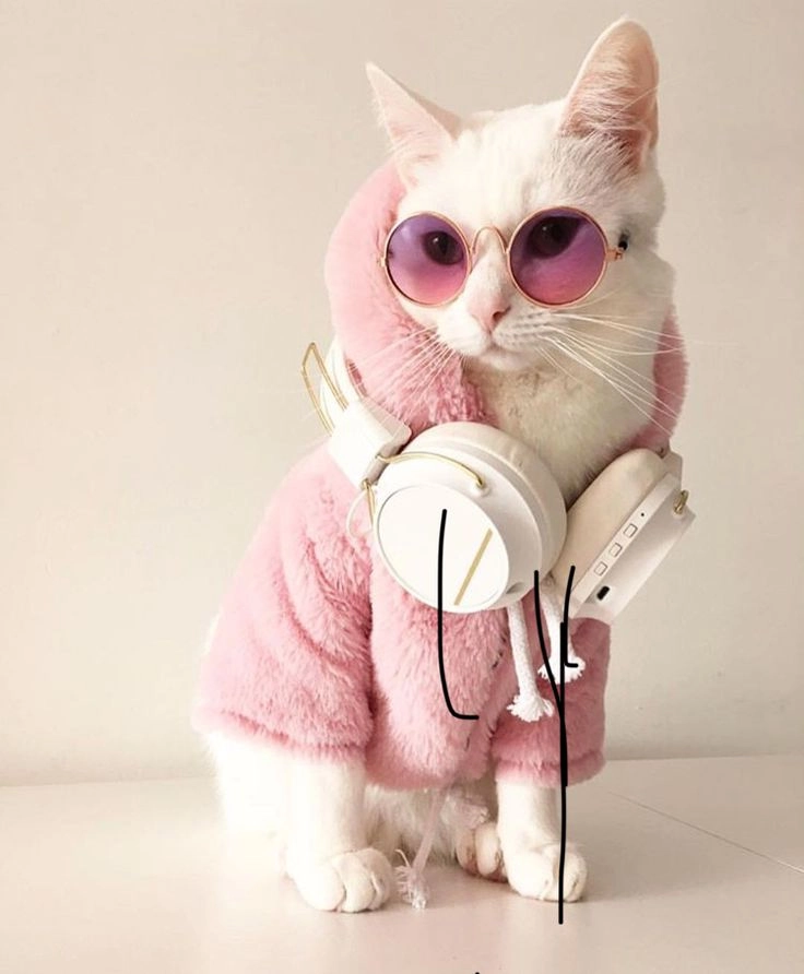 Ảnh mèo ngầu cute làm bạn phải yêu ngay lập tức