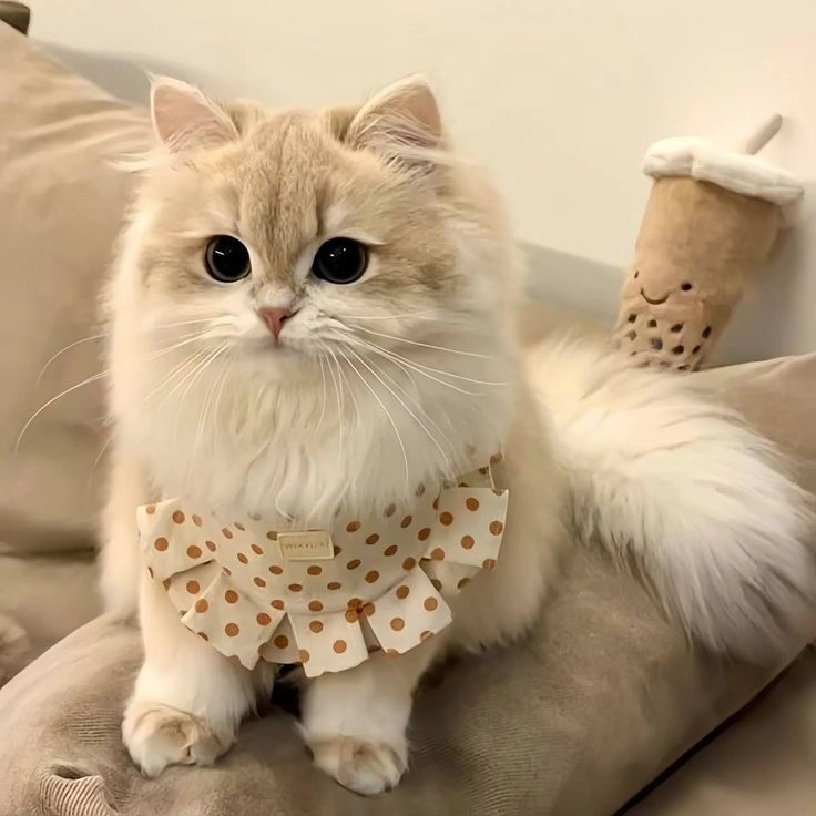 Avatar mèo khóc cute khiến bạn không thể rời mắt