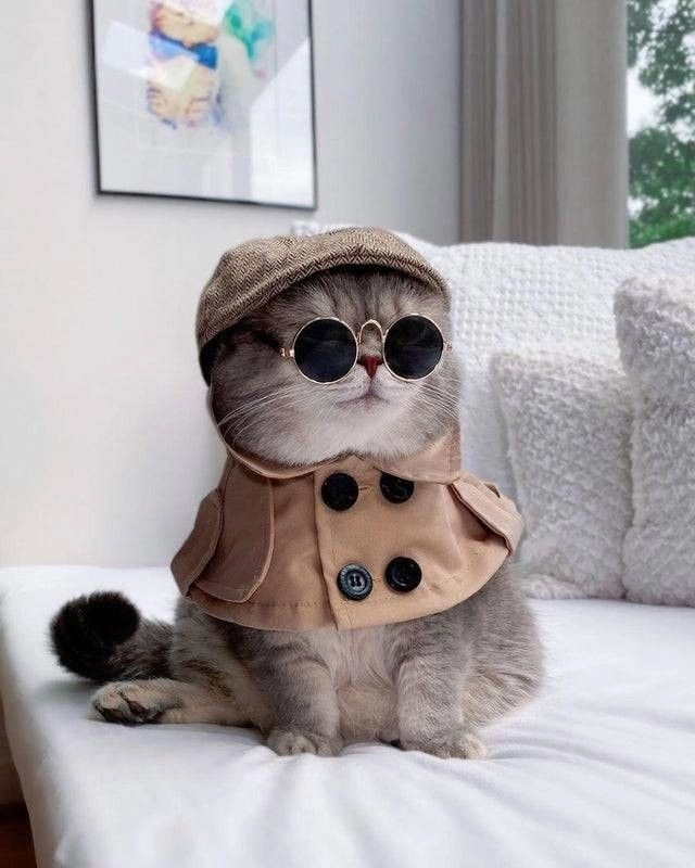 Hình ảnh mèo cute ngầu cực dễ thương và thu hút
