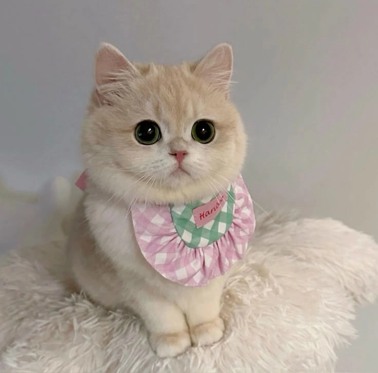 Avatar mèo siêu cute cho những ai yêu mèo