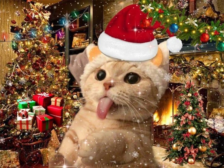 Ảnh mèo Giáng sinh vô tri dễ thương, tạo không khí vui nhộn cho mùa Noel