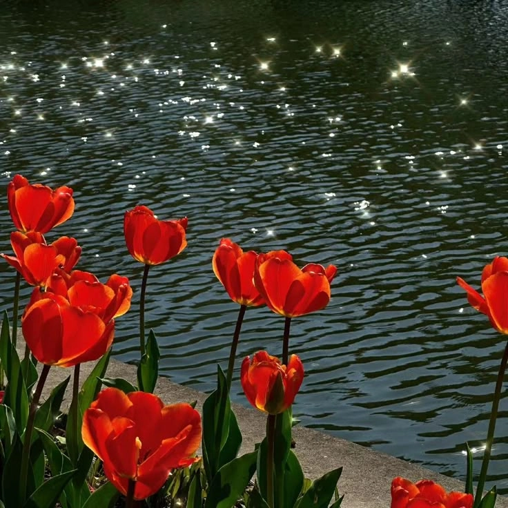 Avatar hình hoa tulip nhẹ nhàng và thanh lịch, phù hợp mọi phong cách