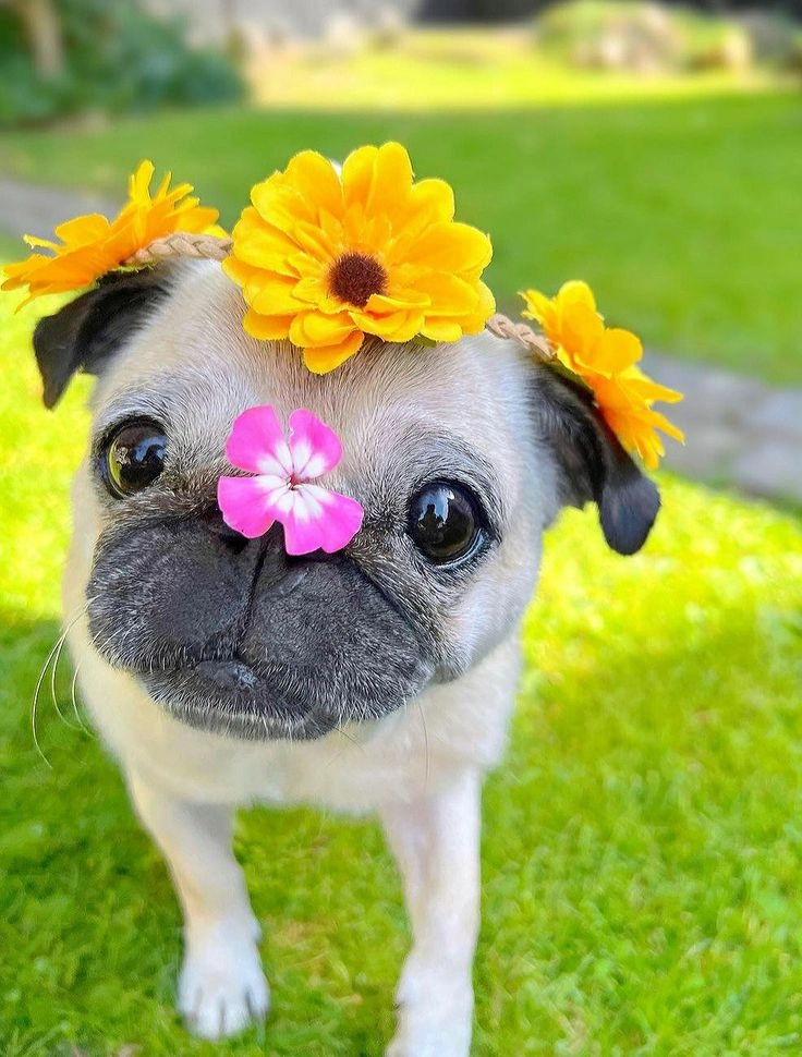 Đổi mới tâm trạng với ảnh cún hài hước dễ thương