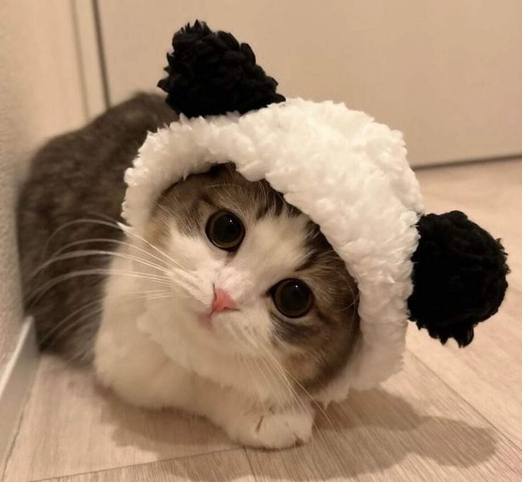 Avatar mèo dễ thương làm bừng sáng không gian