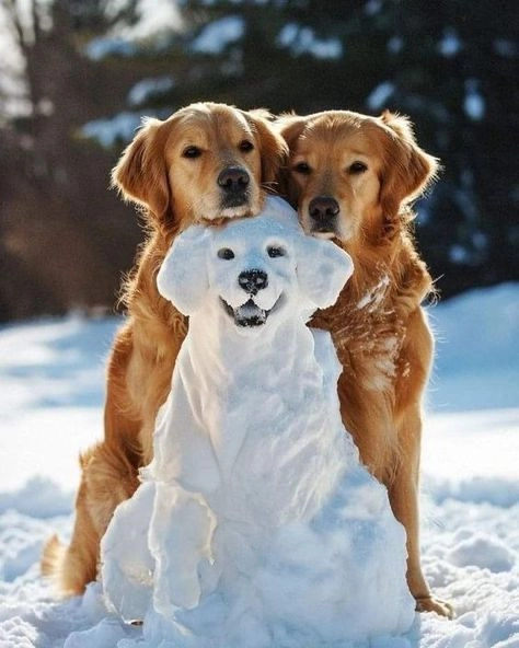 Siêu đáng yêu với ảnh hài về chó cực kỳ cute