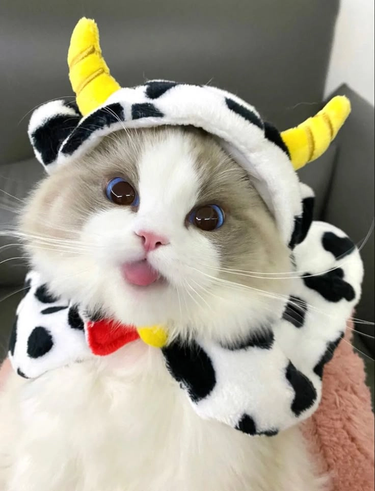 Avatar mèo dễ thương mang lại niềm vui bất tận