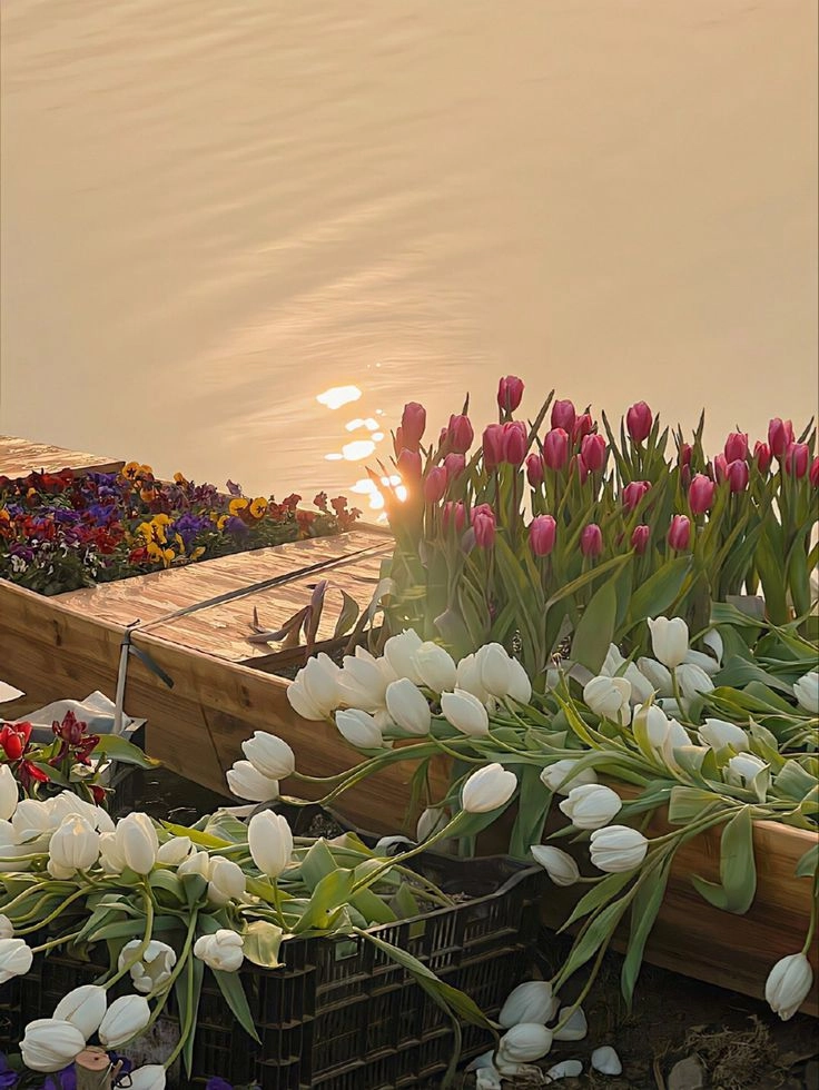 Đặc điểm của hoa tulip có nhiều màu sắc, mang ý nghĩa riêng biệt