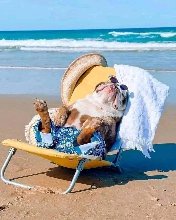 Độc đáo và vui nhộn với ảnh con chó bựa