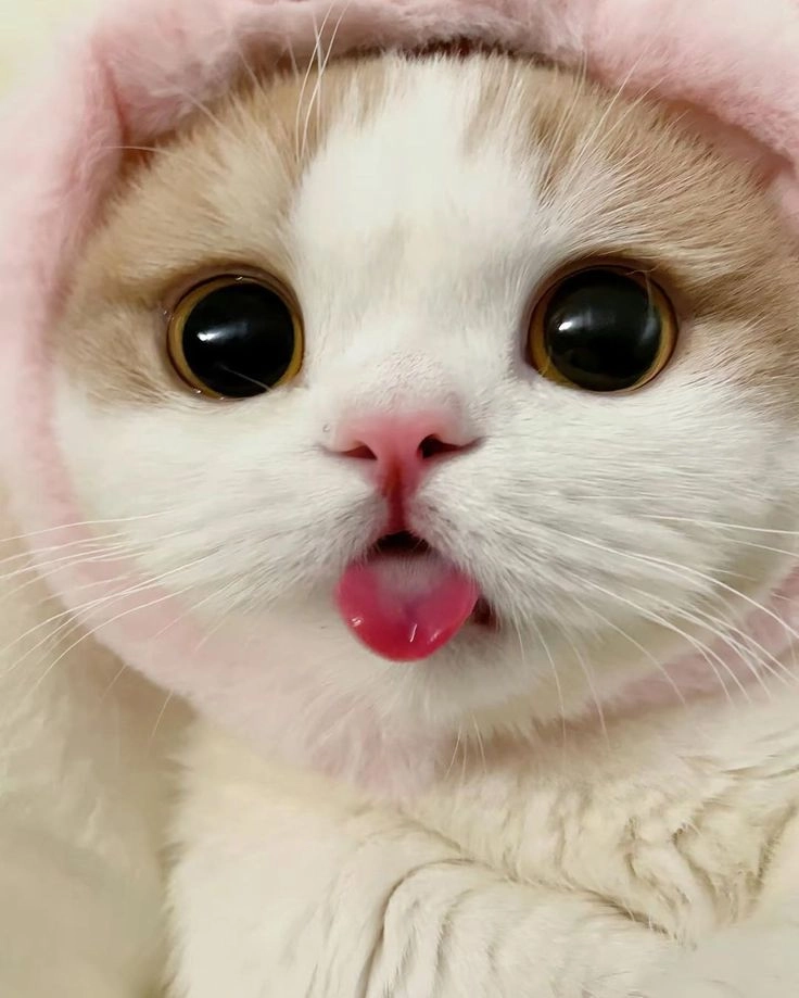 Avatar mèo cute luôn là lựa chọn tuyệt vời cho bạn