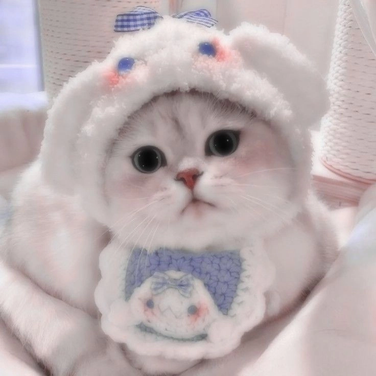 Avatar mèo cute khiến bạn không thể rời mắt