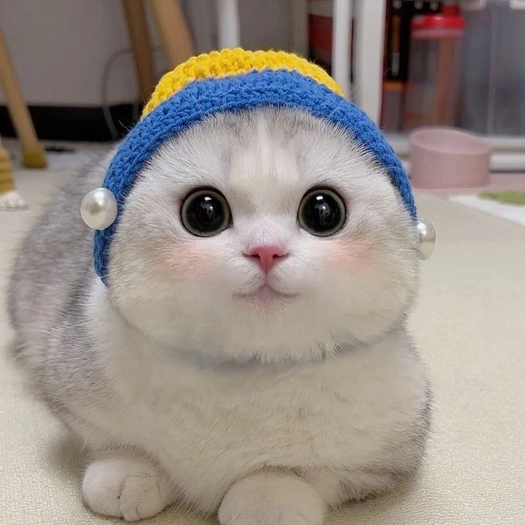 Avatar mèo cute mang đến niềm vui bất tận