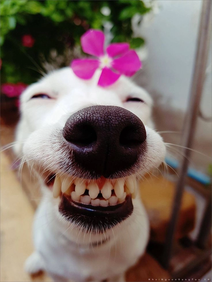 Cười nắc nẻ với ảnh mặt chó hài cực ngầu