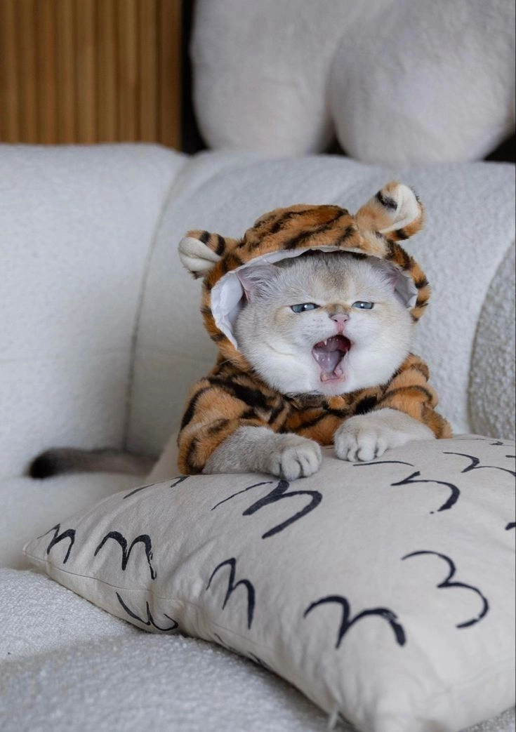 Avatar mèo dễ thương cute cho bạn thêm yêu đời