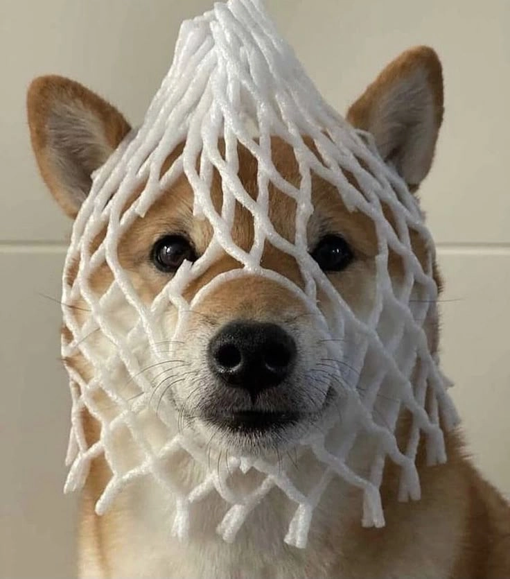Meme avatar hài hước đậm chất giải trí, thu hút sự chú ý