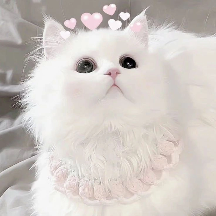 Avatar mèo cute dễ thương tạo sự khác biệt