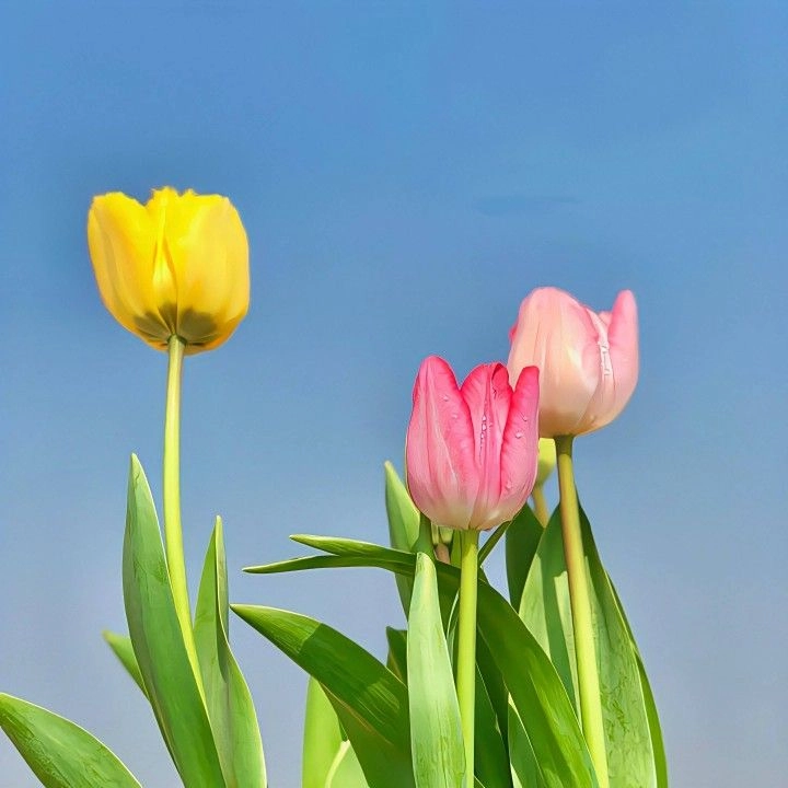 Avatar hoa tulip chill mang lại cảm giác thư giãn và bình yên