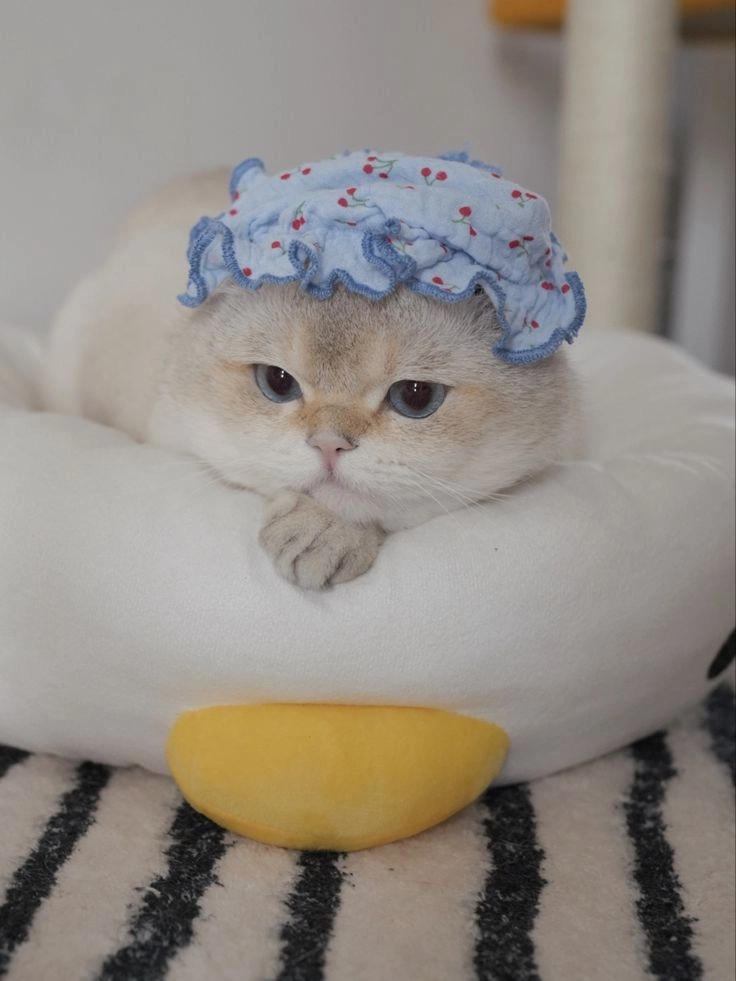 Avatar mèo cute cho người yêu thú cưng dễ thương