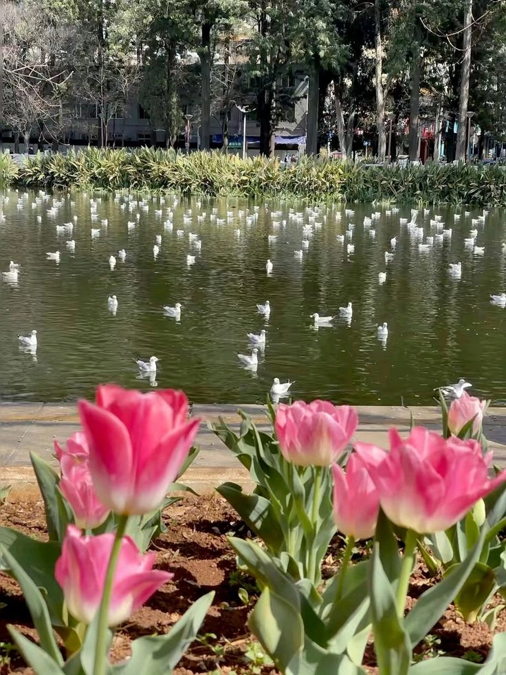 Hình ảnh hoa tulip mang đến vẻ đẹp quyến rũ và tinh tế