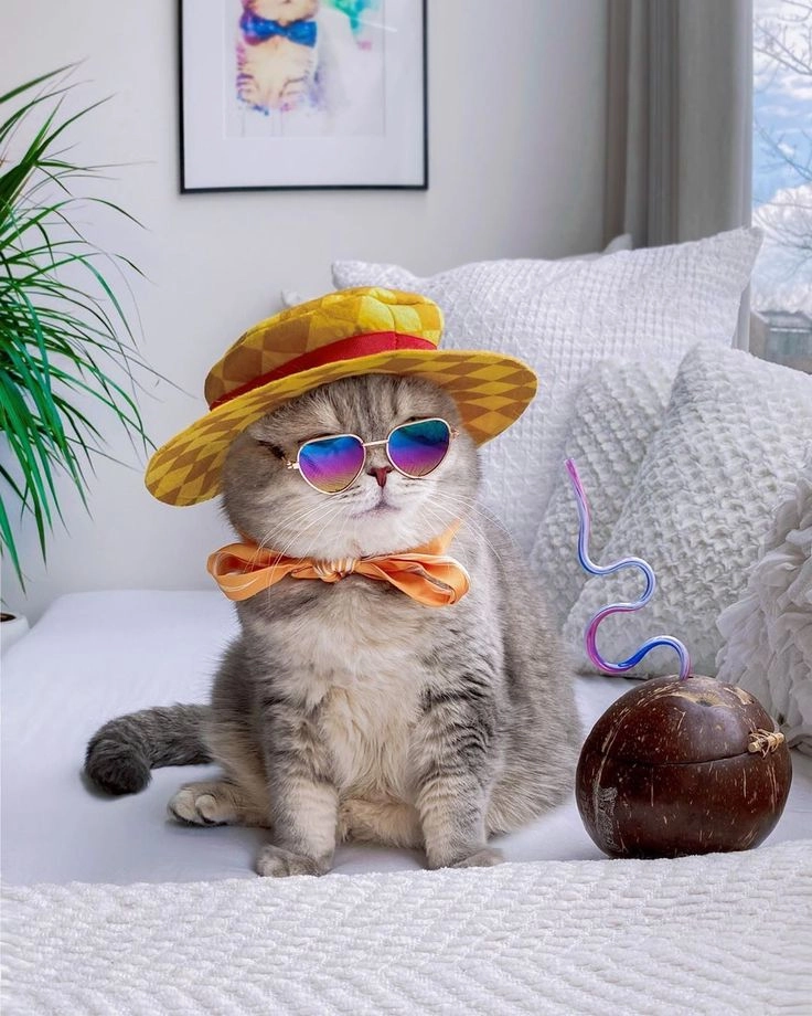 Hình nền mèo ngầu cực cool cho chiếc điện thoại của bạn