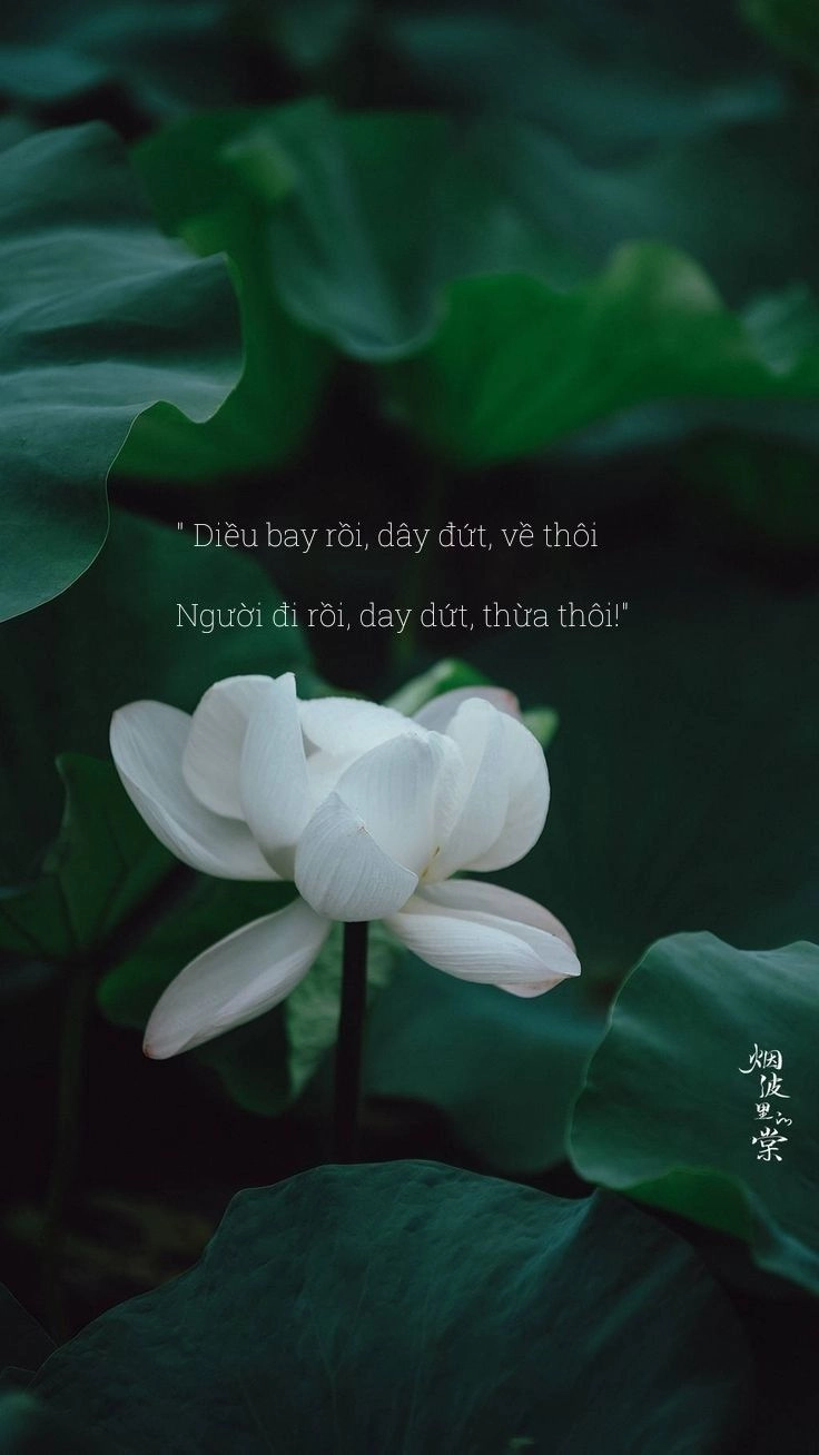 Chia sẻ hình chữ ý nghĩa về cuộc sống để truyền cảm hứng