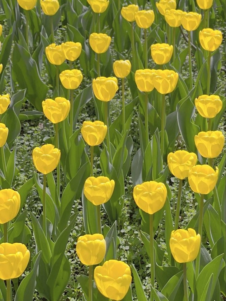 Hình nền hoa tulip giúp không gian trở nên thơ mộng và thanh lịch
