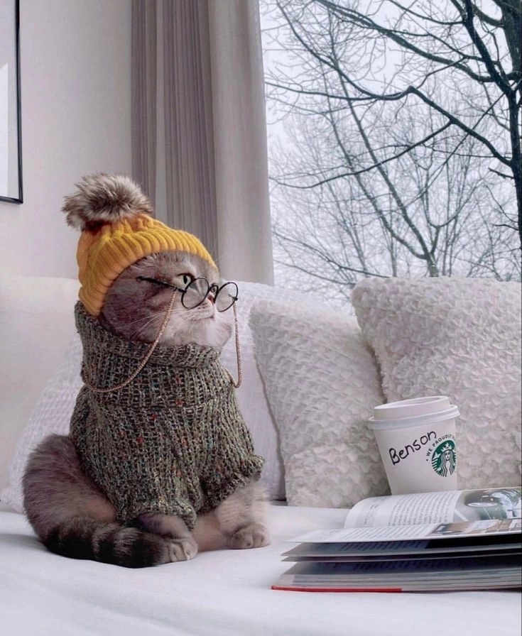 Mèo cute ngầu khiến ai cũng phải yêu ngay lập tức