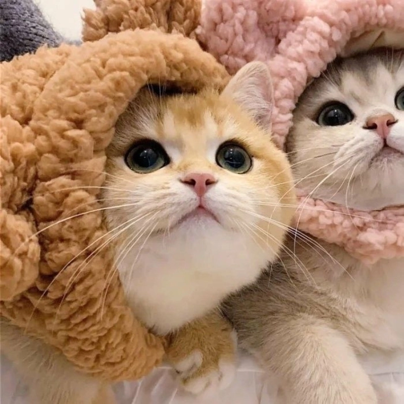 Avatar đôi mèo meme cực đáng yêu