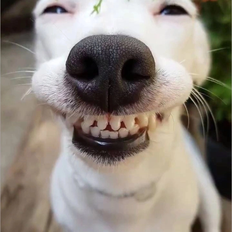 Buồn cười meme là những khoảnh khắc mà sự hài hước đến từ những tình huống lạ lùng và bất ngờ