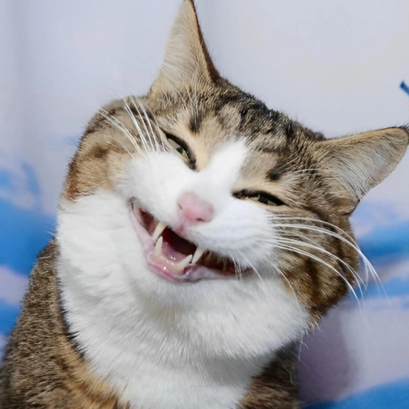 Hình ảnh mèo cười meme mang lại những khoảnh khắc vui vẻ, dễ thương từ những chú mèo với nụ cười đáng yêu