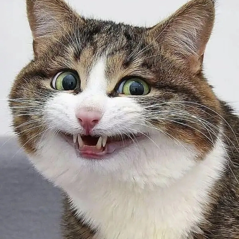 Meme mèo cười đểu là hình ảnh của những chú mèo với nụ cười bí ẩn, khiến người xem không thể không mỉm cười