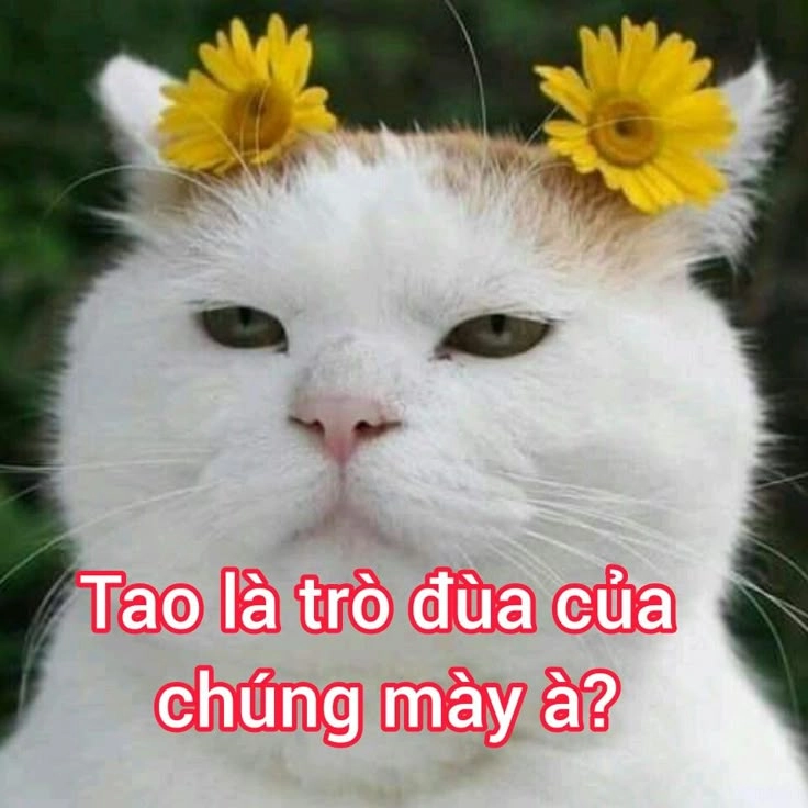 Meme là mang tính chất hài hước, thậm chí châm biếm