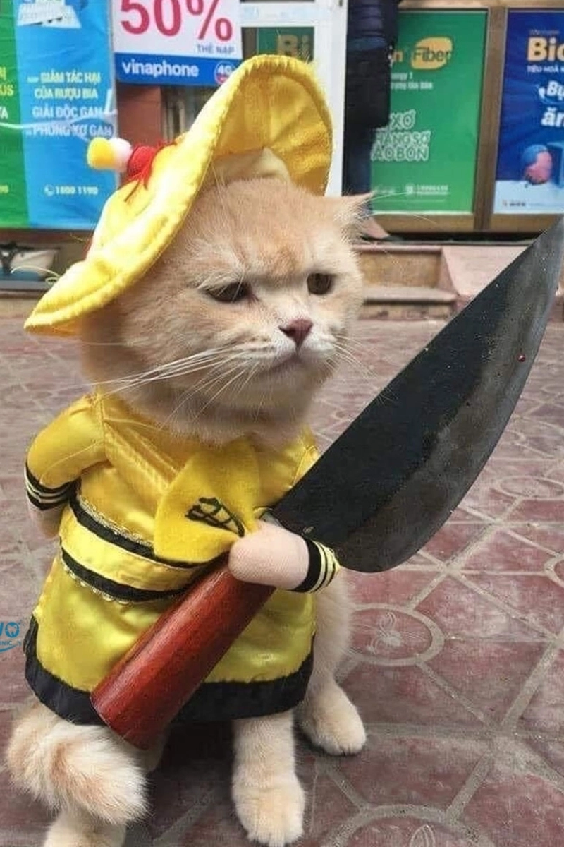 Hình nền mèo meme bựa cực kỳ hài hước