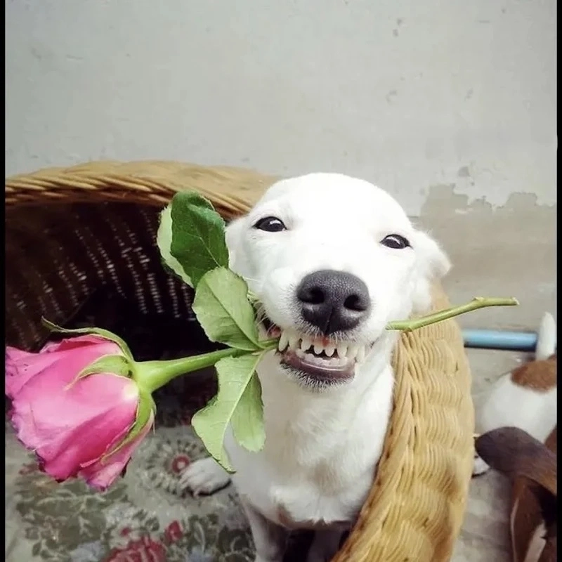 Meme chó hài cực vui nhộn