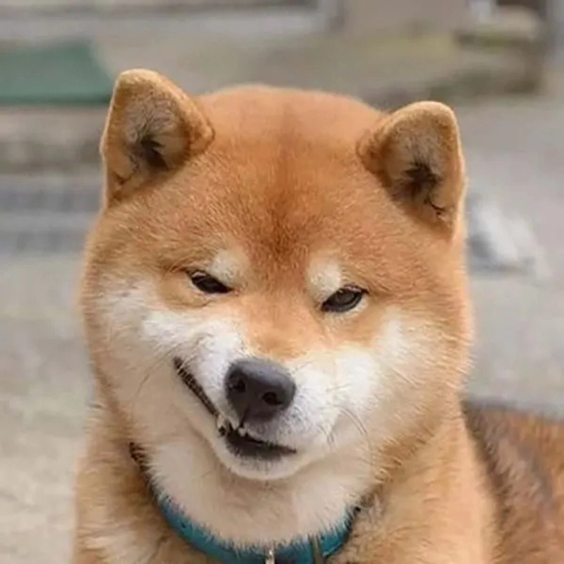 Cập nhật meme chó cheems cực dễ thương