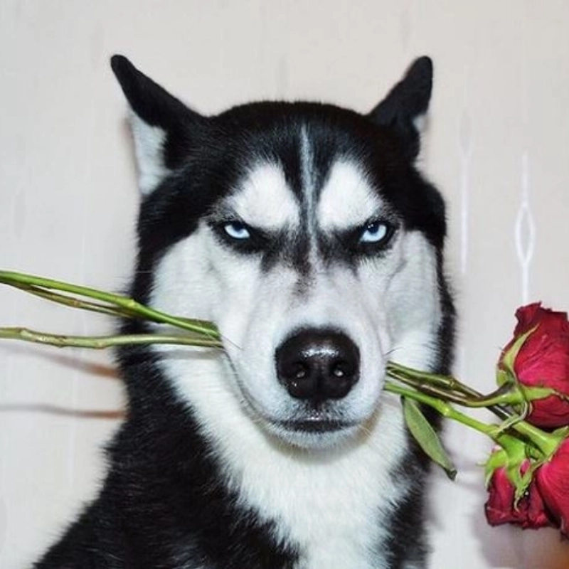 Meme chó husky cực đáng yêu