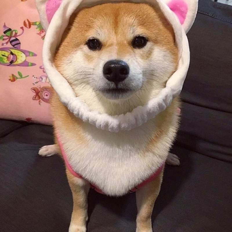 Cập nhật meme chó cute cho điện thoại