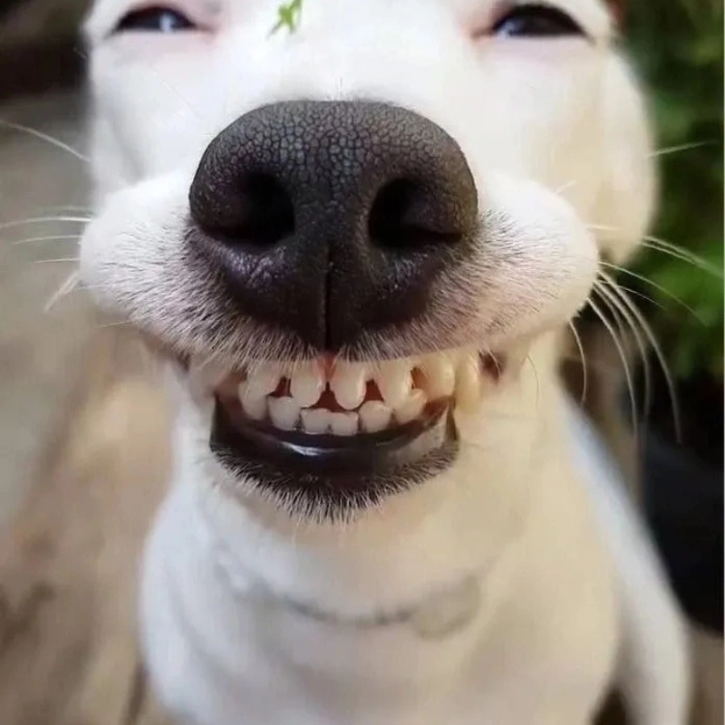 Meme chó bựa cực hài hước cho bạn