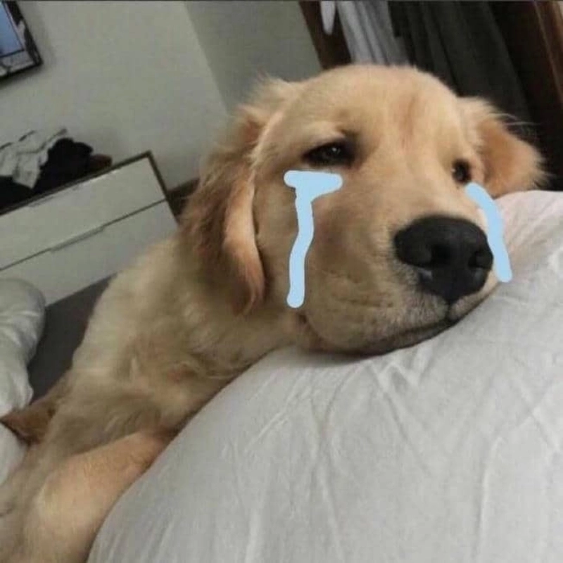 Meme chó khóc cực cảm động