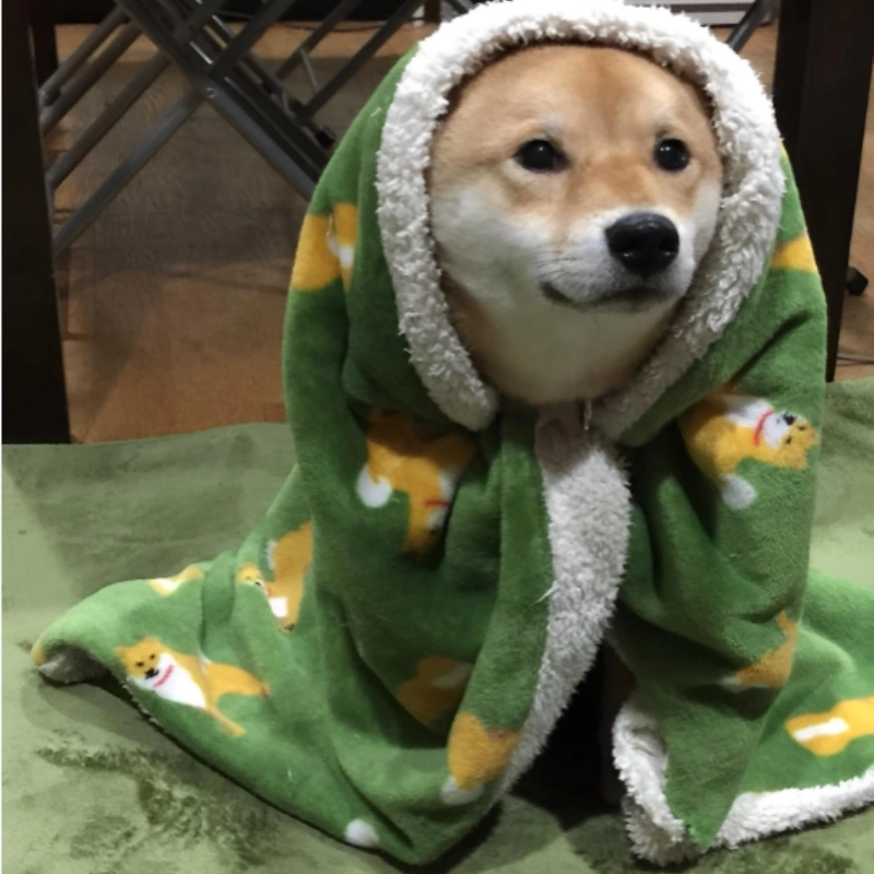 Cảm giác ấm áp với meme chó đắp chăn cực dễ thương