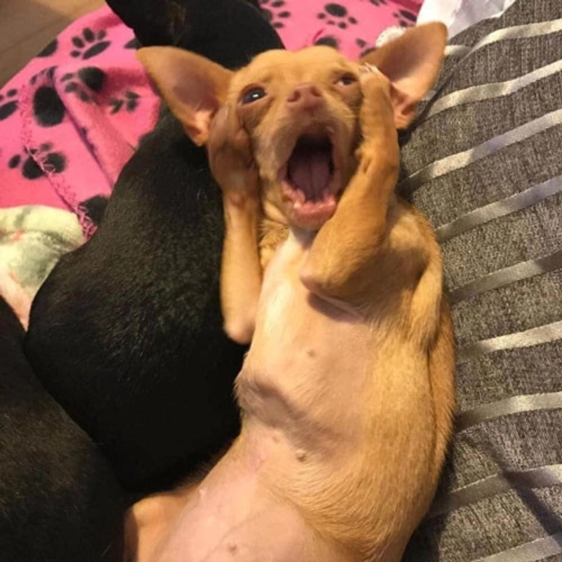Xem những tình huống hài hước trong meme chó hoảng hốt