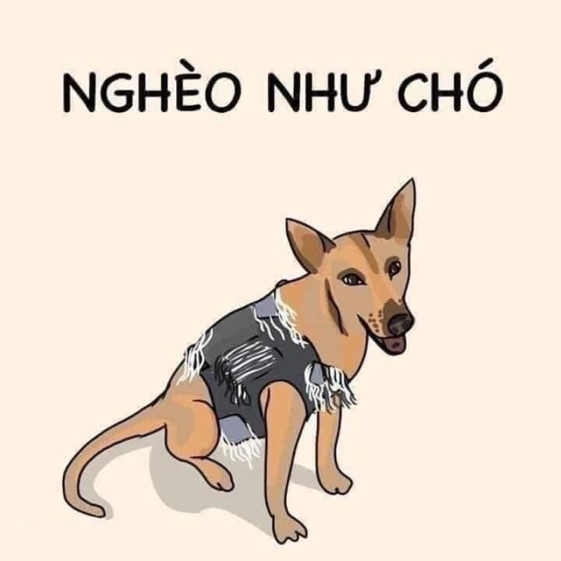 Khoảnh khắc nghèo khó nhưng cực kỳ hài hước với meme chó nghèo