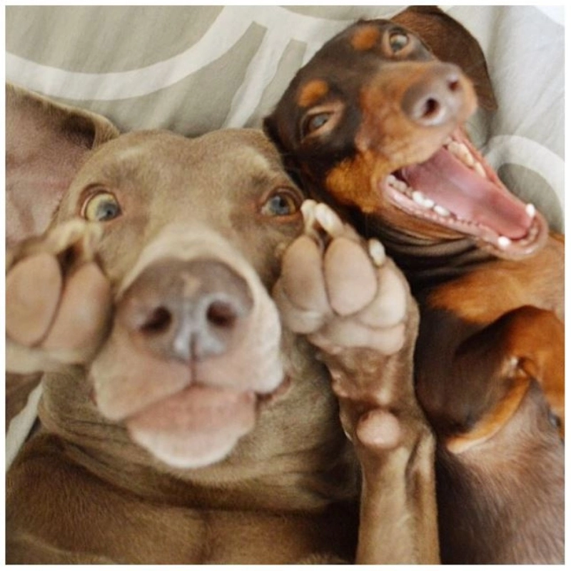 Cùng chó tạo dáng với meme chó selfie cực kỳ dễ thương