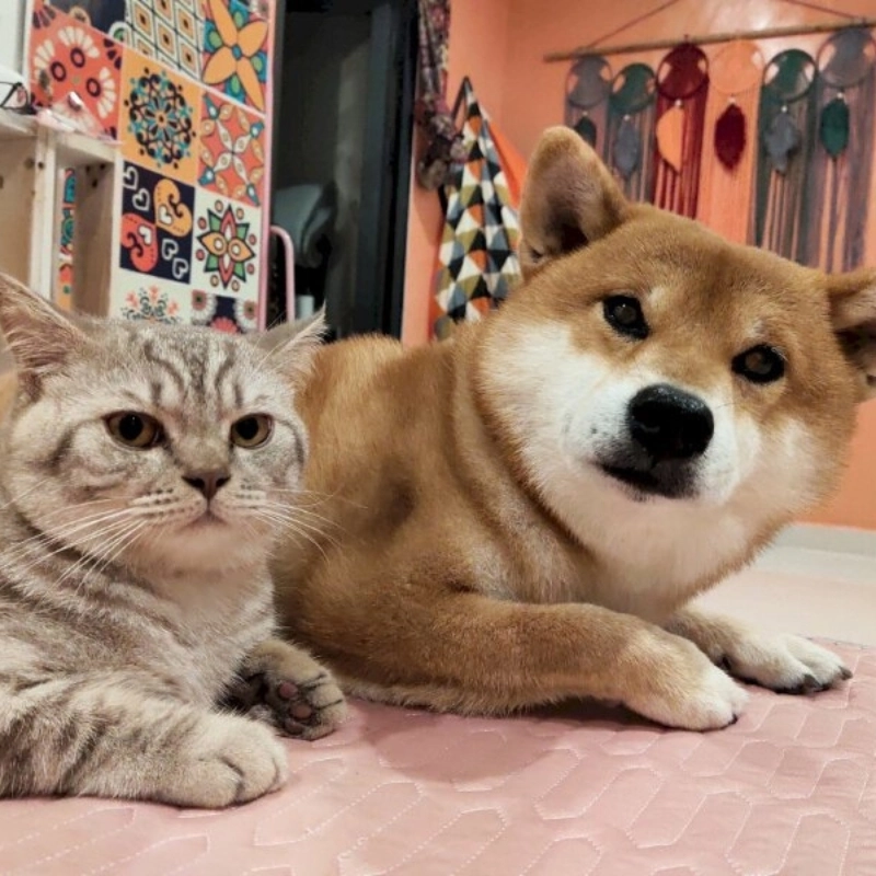 Cảm nhận tình bạn giữa chó và mèo qua meme chó và mèo