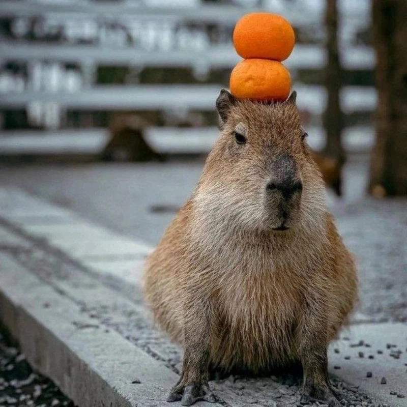 Chuột capybara meme gây ấn tượng mạnh với hình ảnh đáng yêu và hài hước
