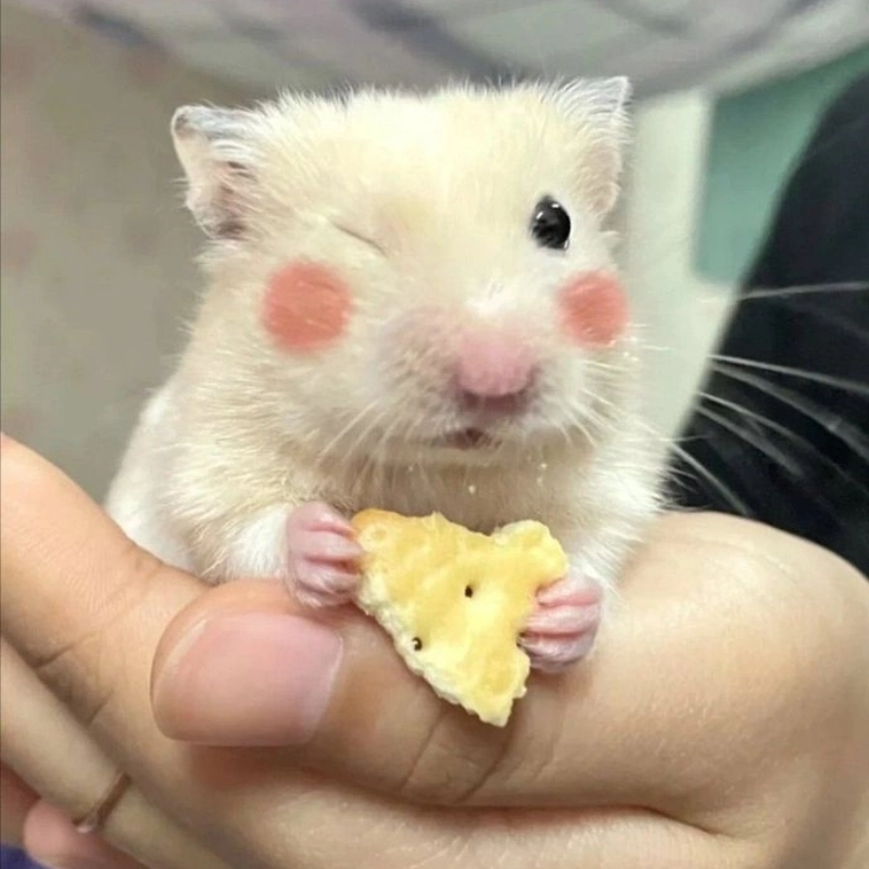 Nhộn hài meme chuột hamster khiến bạn không thể ngừng cười nhờ vào sự hài hước độc đáo