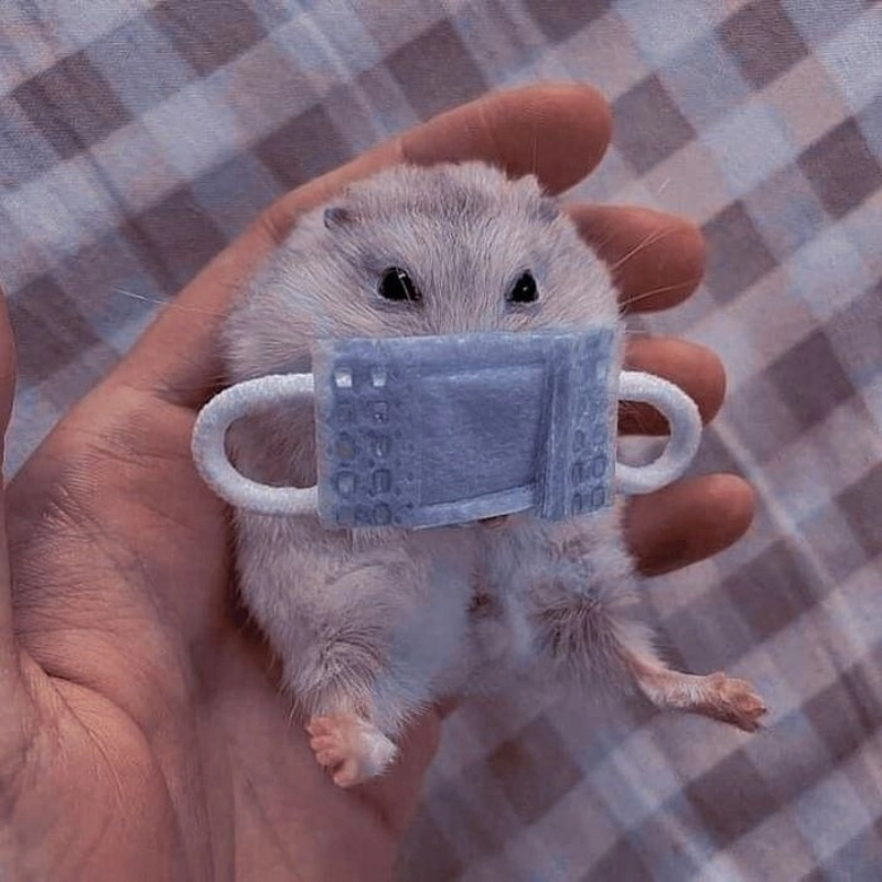 Hài hước meme chuột hamster luôn thu hút ánh nhìn và tạo nên sự thích thú