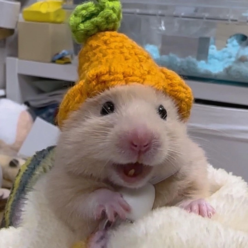 Ảnh chuột hamster cute meme là một lựa chọn tuyệt vời để thư giãn và cười vui vẻ