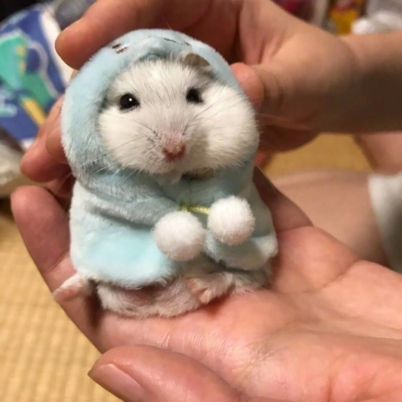 Ảnh con chuột hamster meme sẽ khiến bạn bật cười ngay lập tức